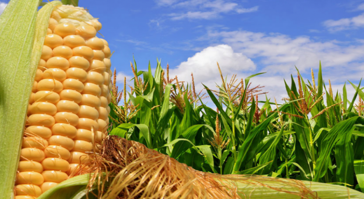Hay riesgo en la producción de maíz Hay riesgo en la producción de maíz