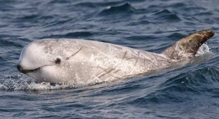 Perdona Biden embargo a México Perdona Biden embargo a México