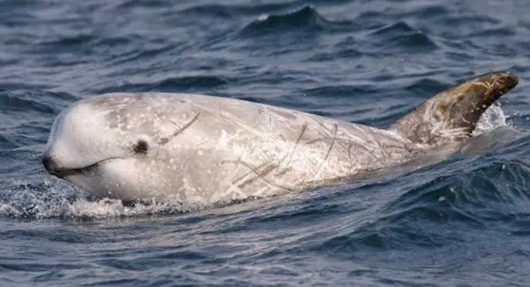 Propone UNESCO mantener a México en lista negra de Patrimonio Mundial Propone UNESCO mantener a México en lista negra de Patrimonio Mundial