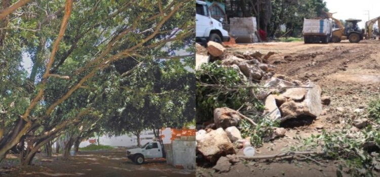 Talan 8 árboles para pavimentar una calle en Chamilpa, Cuernavaca