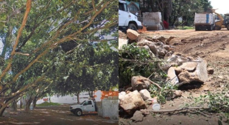 Talan 8 árboles para pavimentar una calle en Chamilpa, Cuernavaca