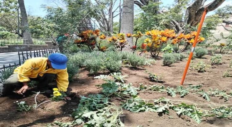 SDS restaura Parque Revolución de Cuernavaca con jardín para polinizadores
