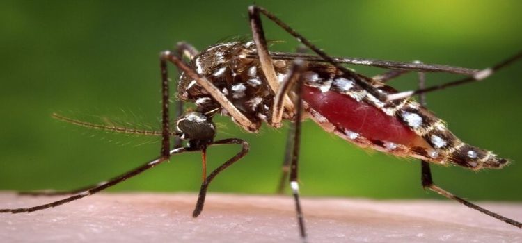 Cuernavaca encabeza casos de dengue en Morelos