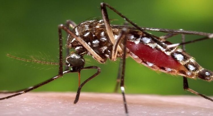 Cuernavaca encabeza casos de dengue en Morelos