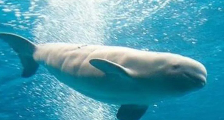 Libra México sanciones por la vaquita marina Libra México sanciones por la vaquita marina