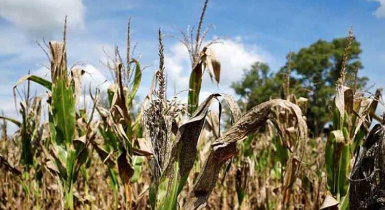 Bajó 40% producción de maíz Bajó 40% producción de maíz