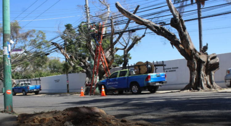 Innecesaria la tala de árbol en Vista Hermosa, Cuernavaca