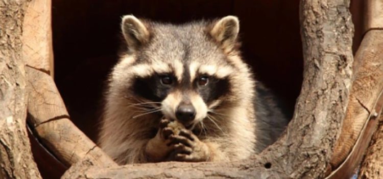 Dejó un mapache sin luz a más de 7 mil personas