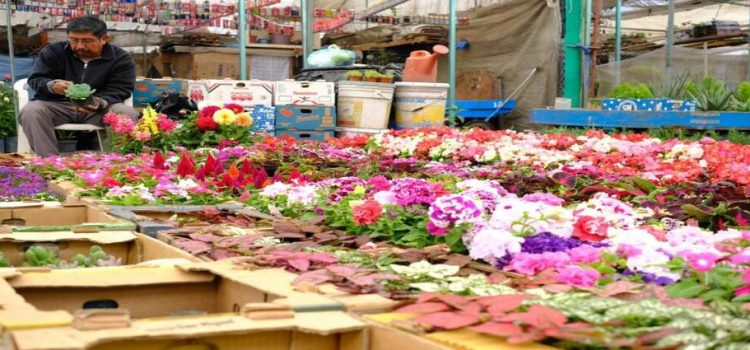 Visita la Feria de la Flor de Cuernavaca