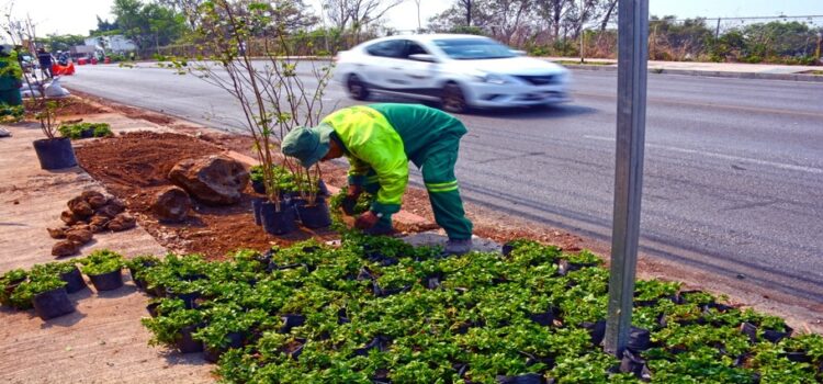 Ayuntamiento de Cuernavaca arranca Programa de Reforestación Urbana