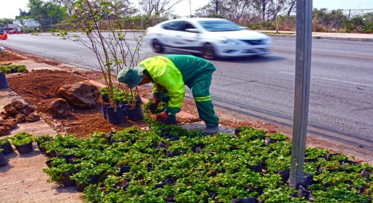 Ayuntamiento de Cuernavaca arranca Programa de Reforestación Urbana