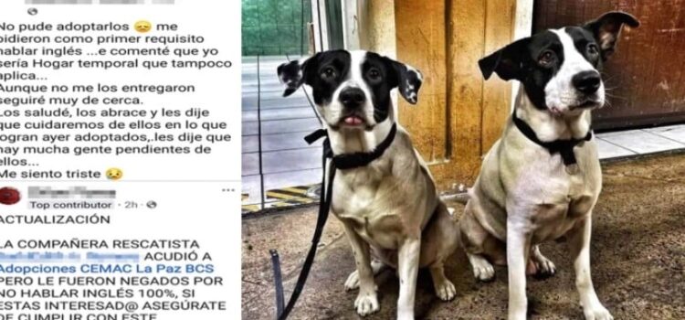 Por no hablar inglés no los dejaron adoptar dos perros en el CEMAC