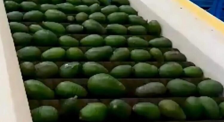 Productores de aguacate impulsan la economía en Buenavista del Monte