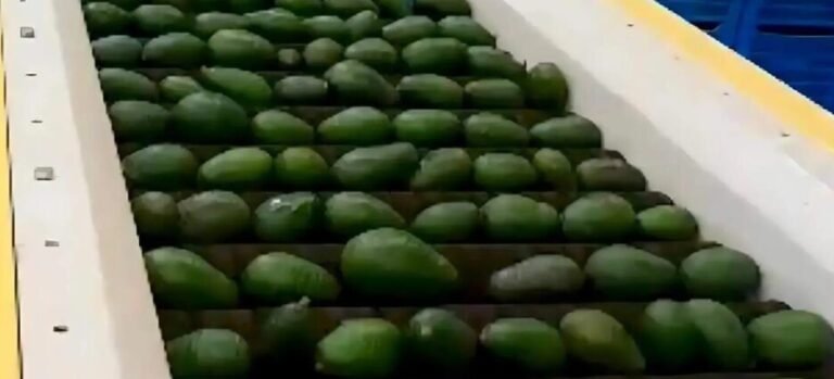 Productores de aguacate impulsan la economía en Buenavista del Monte