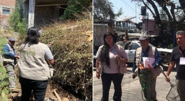 Encuentran cocodrilo en Cuernavaca; investigan su origen