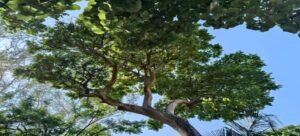 Nombran a Cuernavaca “Ciudad Árbol del Mundo”