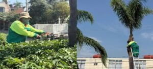 Intensifican mantenimiento de áreas verdes durante la temporada de lluvias en Cuernavaca