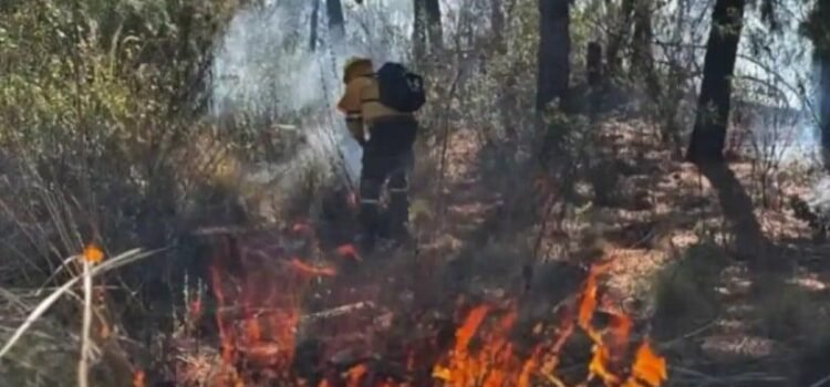 Temporada de Incendios Forestales 2025, la segunda más crítica de la historia Temporada de Incendios Forestales 2025, la segunda más crítica de la historia