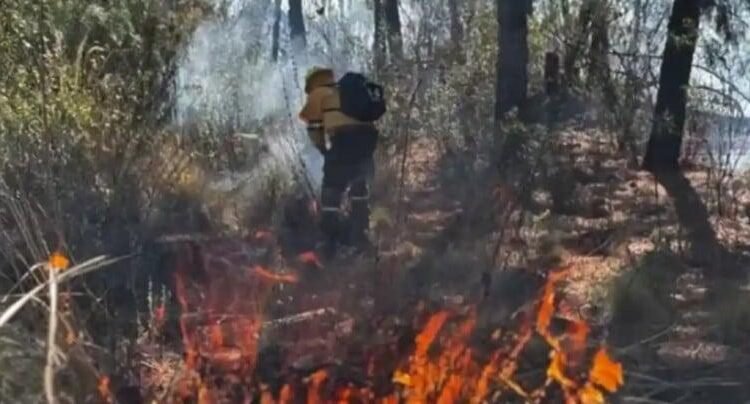 Temporada de Incendios Forestales 2025, la segunda más crítica de la historia