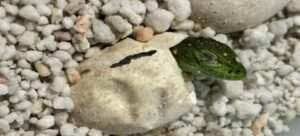 Nacen crías de iguana negra en el Parque Barranca Chapultepec