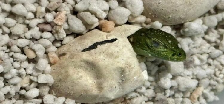 Nacen crías de iguana negra en el Parque Barranca Chapultepec