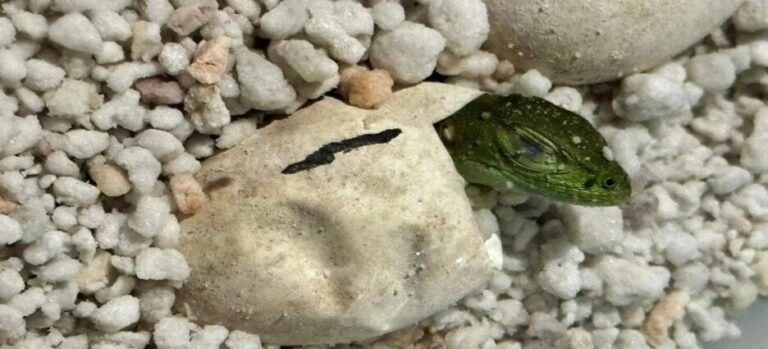 Nacen crías de iguana negra en el Parque Barranca Chapultepec