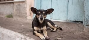 Sujeto golpea a perro hasta perder la vida en Cuernavaca