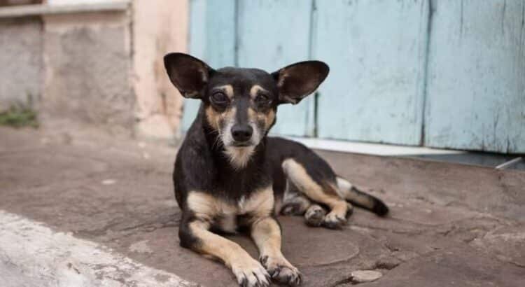 Sujeto golpea a perro hasta perder la vida en Cuernavaca