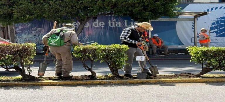Corredores Verdes toman fuerza con nueva jornada de reforestación en Cuernavaca