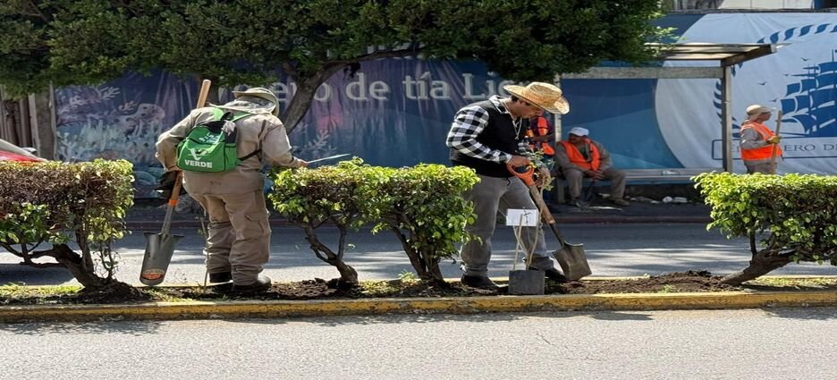 Corredores Verdes toman fuerza con nueva jornada de reforestación en Cuernavaca