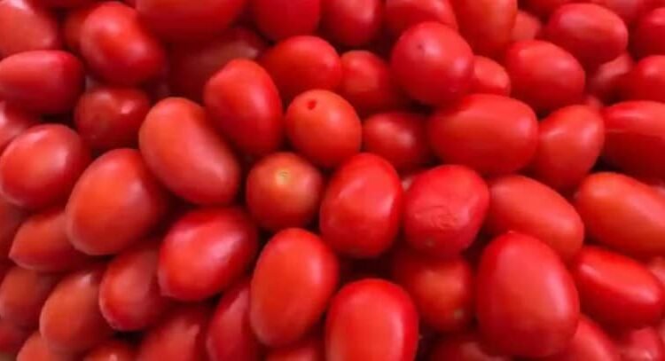 Impone Estados Unidos aranceles del 17 % al tomate mexicano Impone Estados Unidos aranceles del 17 % al tomate mexicano