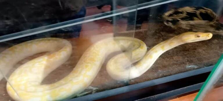 Profepa resguarda fauna silvestre en estado crítico en Cuernavaca