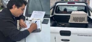 Rescatan a perritos que sufrían de maltrato animal en Cuernavaca