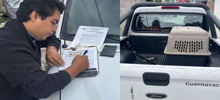 Rescatan a perritos que sufrían de maltrato animal en Cuernavaca