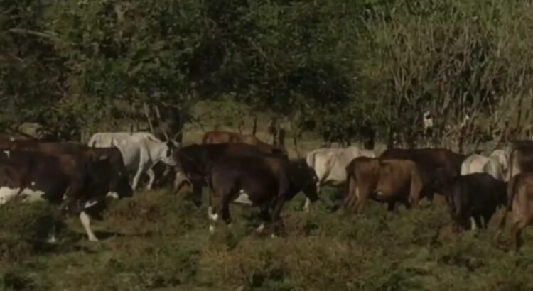 Abre Estados Unidos frontera a ganado mexicano Abre Estados Unidos frontera a ganado mexicano