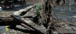 Se registra caída de árboles en Cuernavaca
