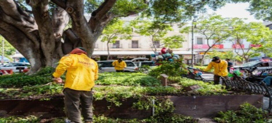 Gobierno de Morelos comienza trabajos de mantenimiento y revitalización del arbolado del centro de Cuernavaca
