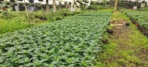 Tetela del Monte prepara 300,000 plantas de flor de cempasúchil para esta temporada