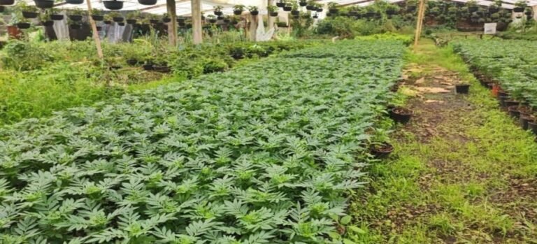 Tetela del Monte prepara 300,000 plantas de flor de cempasúchil para esta temporada