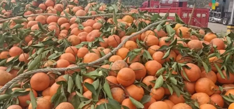 Reportan productores de Veracruz pérdida total de cosecha de naranja