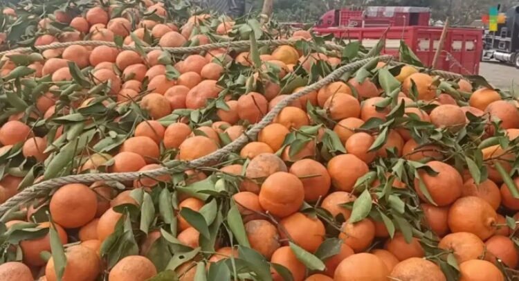 Reportan productores de Veracruz pérdida total de cosecha de naranja Reportan productores de Veracruz pérdida total de cosecha de naranja