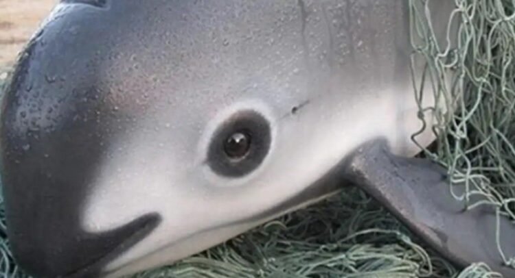 Solicitará Europa embargo comercial contra México