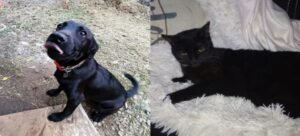 Autoridades piden proteger a mascotas negras ante posibles rituales por Halloween
