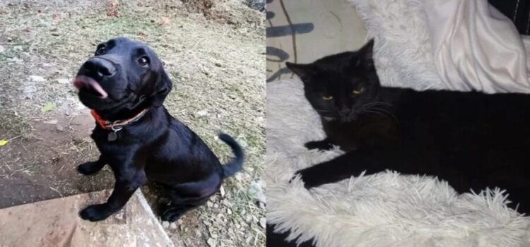 Autoridades piden proteger a mascotas negras ante posibles rituales por Halloween