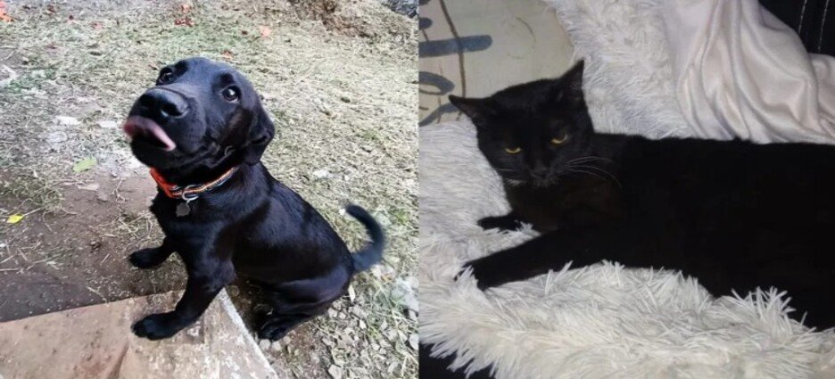 Autoridades piden proteger a mascotas negras ante posibles rituales por Halloween