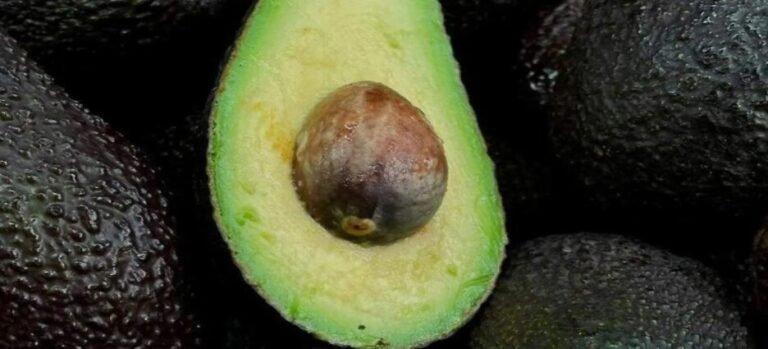 Inversión en aguacate abre camino a las exportaciones en Cuernavaca