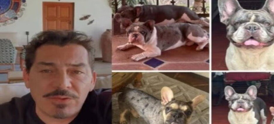 José Manuel Figueroa ofrece recompensa por localizar a sus mascotas extraviadas en Cuernavaca