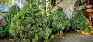 UAEM abre campaña anual de acopio de árboles de Navidad