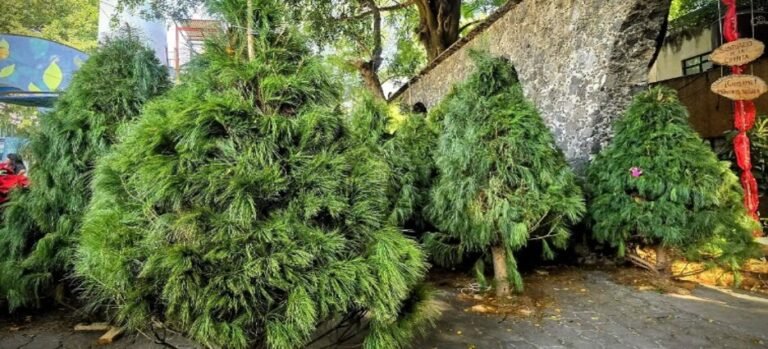 UAEM abre campaña anual de acopio de árboles de Navidad