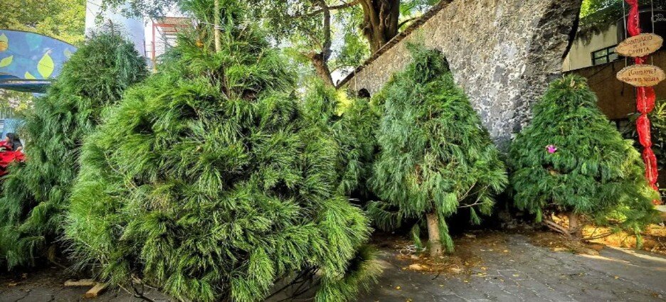 UAEM abre campaña anual de acopio de árboles de Navidad